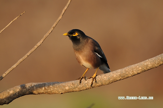 Hirtenmaina - Copyright Christian Gelpke