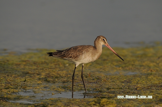 Uferschnepfe - Copyright Christian Gelpke