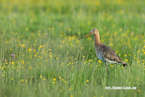 Uferschnepfe - Copyright Stefan Pfützke