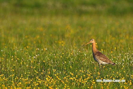 Uferschnepfe - Copyright Stefan Pfützke