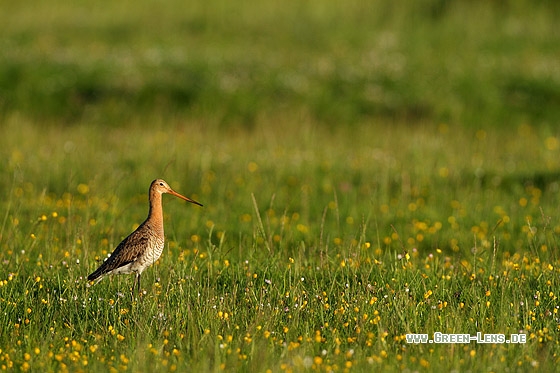 Uferschnepfe - Copyright Stefan Pfützke