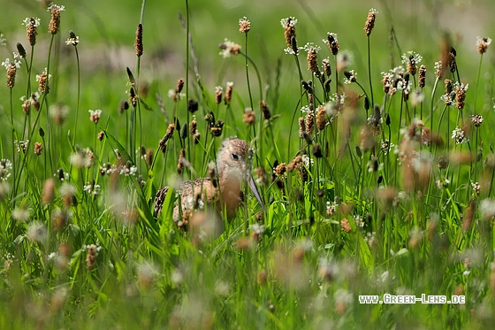 Uferschnepfe - Copyright Stefan Pfützke