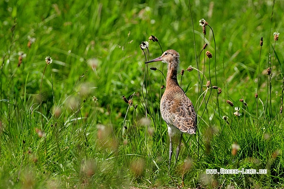 Uferschnepfe - Copyright Stefan Pfützke