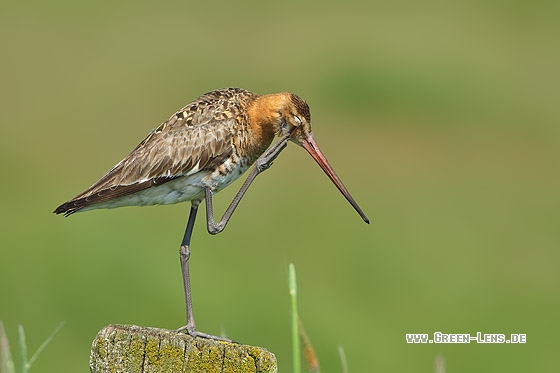 Uferschnepfe - Copyright Stefan Pfützke