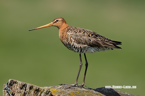 Uferschnepfe - Copyright Stefan Pfützke