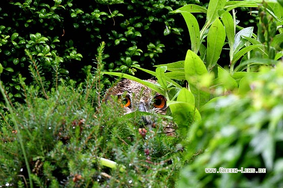 Uhu - Copyright 