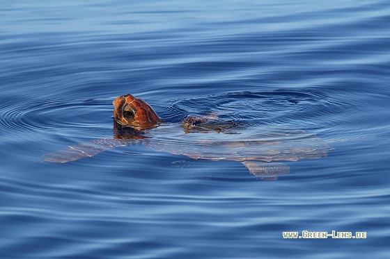 Unechte Karettschildkröte - Copyright Stefan Pfützke