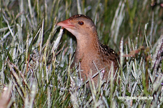 Wachtelkönig - Copyright Stefan Pfützke