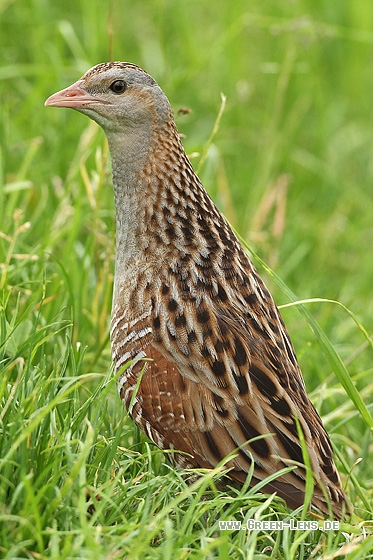 Wachtelkönig - Copyright Stefan Pfützke