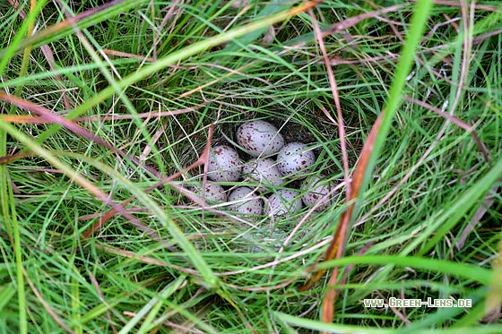 Wachtelkönig - Copyright 