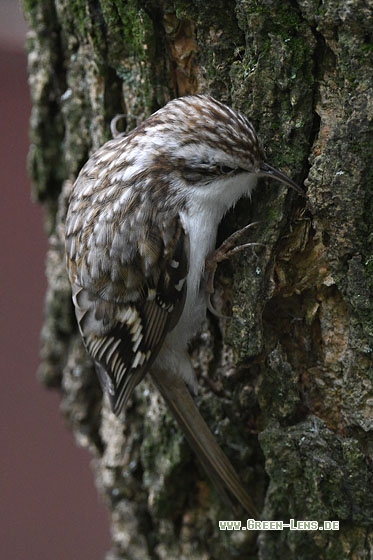 Waldbaumläufer - Copyright Stefan Pfützke