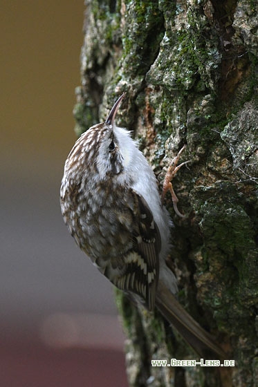 Waldbaumläufer - Copyright Stefan Pfützke