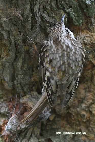 Waldbaumläufer - Copyright Stefan Pfützke