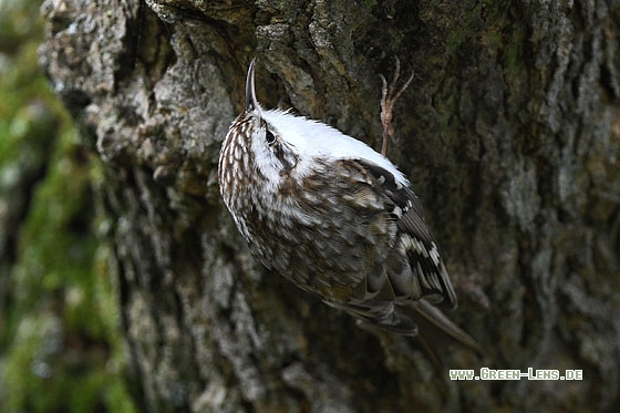 Waldbaumläufer - Copyright Stefan Pfützke