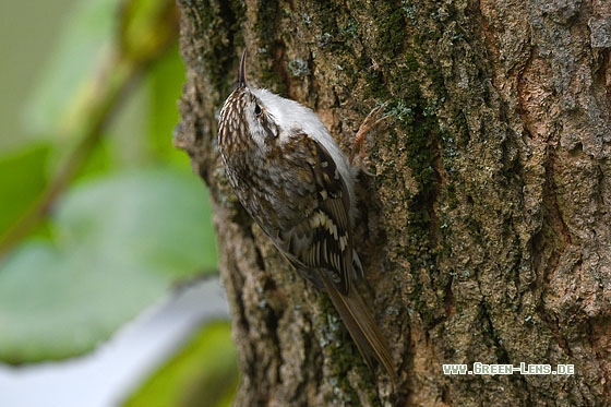 Waldbaumläufer - Copyright Stefan Pfützke