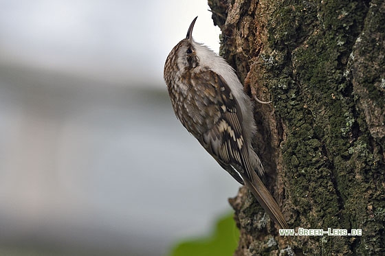 Waldbaumläufer - Copyright Stefan Pfützke