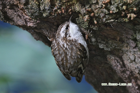 Waldbaumläufer - Copyright Stefan Pfützke