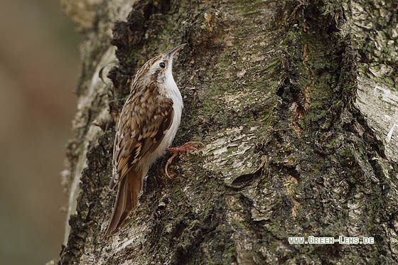 Waldbaumläufer - Copyright Stefan Pfützke