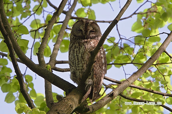 Waldkauz - Copyright Stefan Pfützke