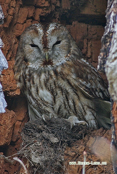 Waldkauz - Copyright Stefan Pfützke