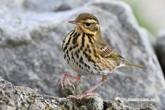 Waldpieper - Copyright Stefan Pfützke