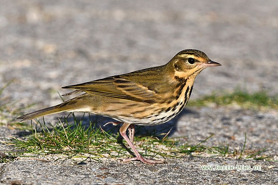 Waldpieper - Copyright Stefan Pfützke