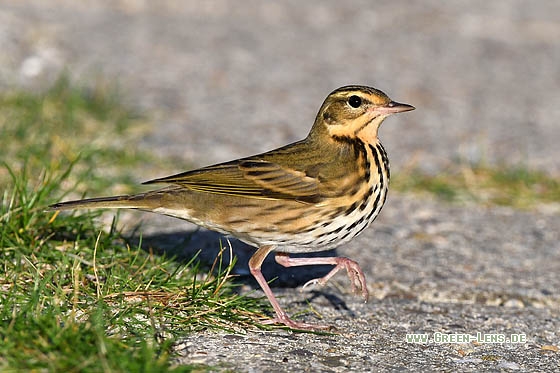 Waldpieper - Copyright Stefan Pfützke