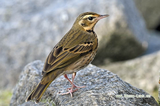 Waldpieper - Copyright Stefan Pfützke