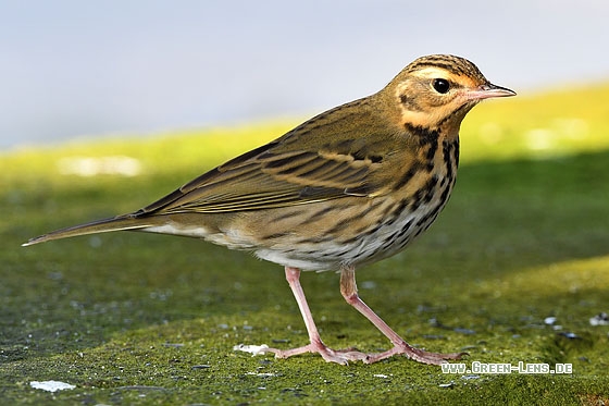 Waldpieper - Copyright Stefan Pfützke