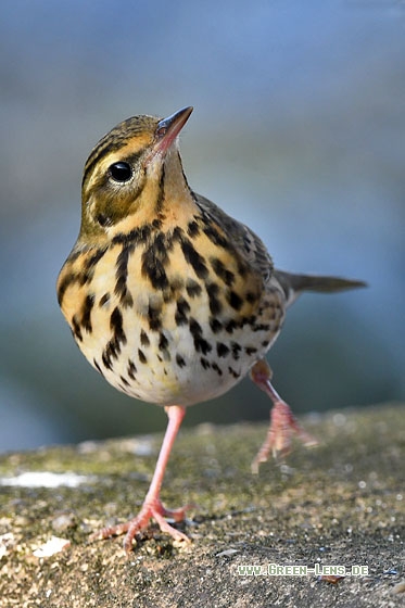 Waldpieper - Copyright Stefan Pfützke