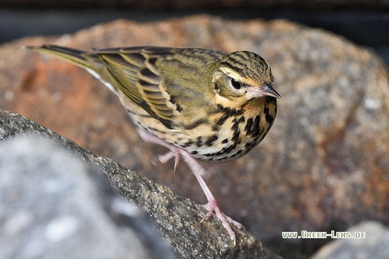 Waldpieper - Copyright Stefan Pfützke