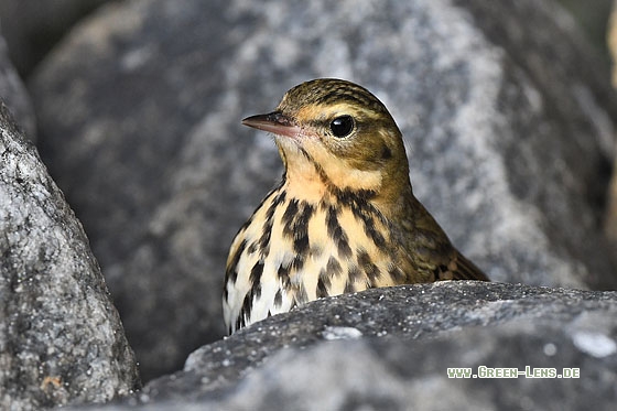 Waldpieper - Copyright Stefan Pfützke