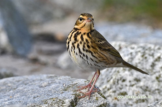 Waldpieper - Copyright Stefan Pfützke