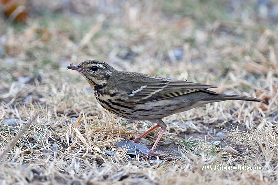 Waldpieper - Copyright Stefan Pfützke