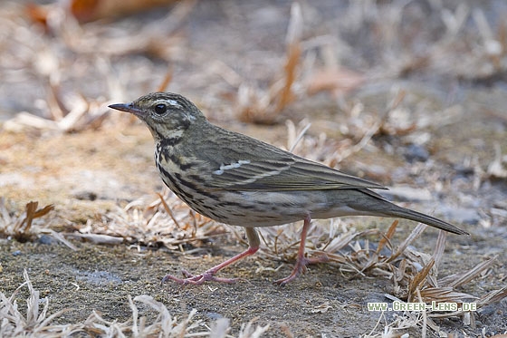 Waldpieper - Copyright Stefan Pfützke