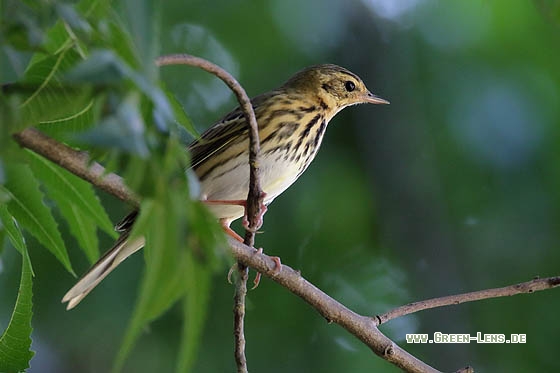 Waldpieper - Copyright Stefan Pfützke