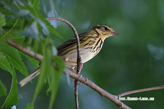 Waldpieper - Copyright Stefan Pfützke