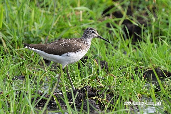 Waldwasserläufer - Copyright Stefan Pfützke