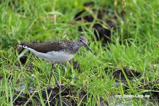 Waldwasserläufer - Copyright Stefan Pfützke