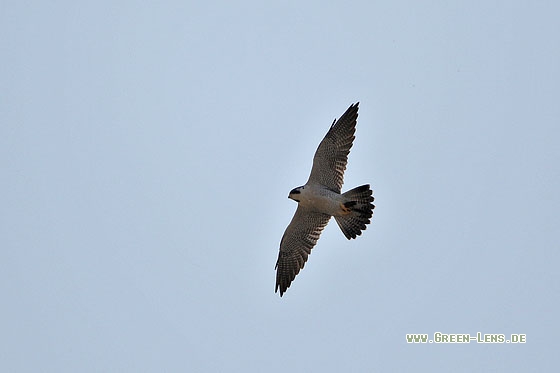 Wanderfalke - Copyright Stefan Pfützke