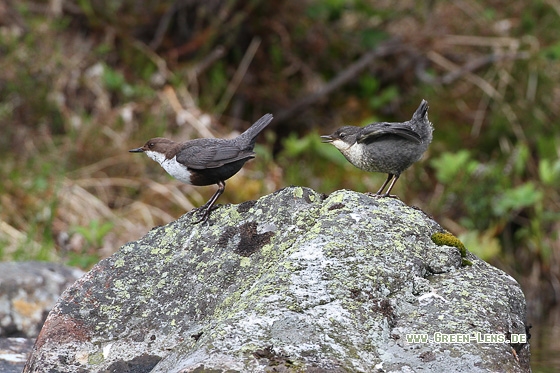 Wasseramsel - Copyright Stefan Pfützke