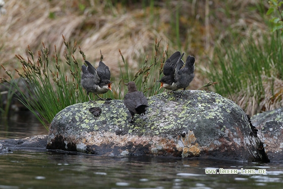 Wasseramsel - Copyright Stefan Pfützke