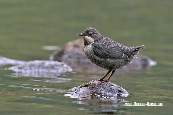 Wasseramsel - Copyright Stefan Pfützke