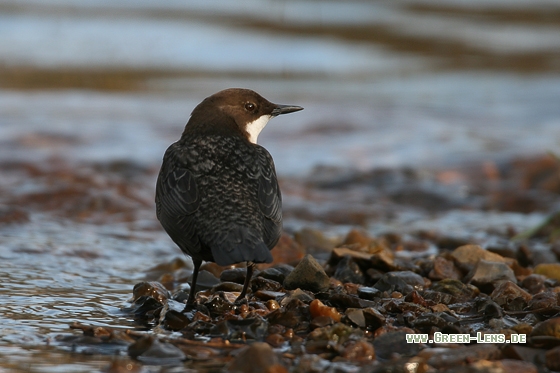 Wasseramsel - Copyright Stefan Pfützke