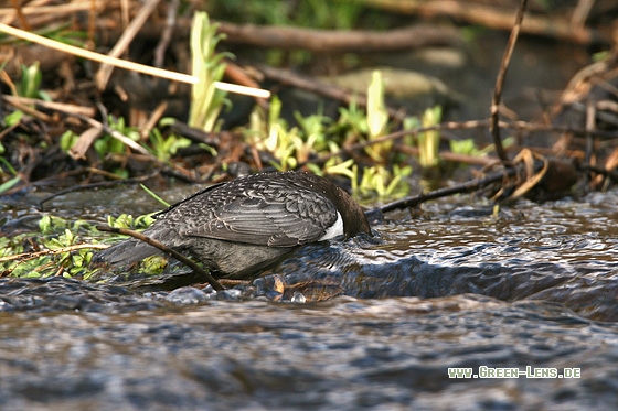 Wasseramsel - Copyright Stefan Pfützke