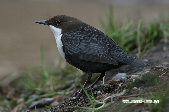 Wasseramsel - Copyright Stefan Pfützke