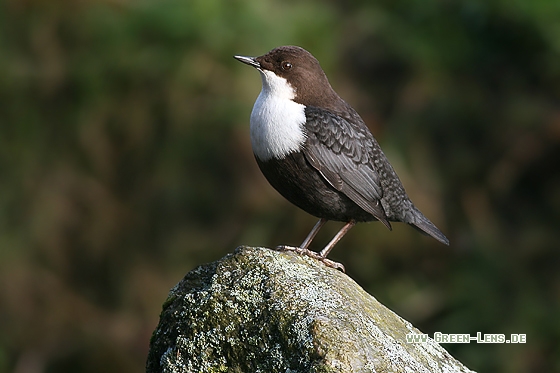 Wasseramsel - Copyright Stefan Pfützke