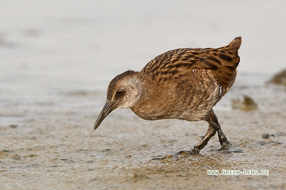 Wasserralle - Copyright Stefan Pfützke