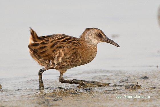 Wasserralle - Copyright Stefan Pfützke