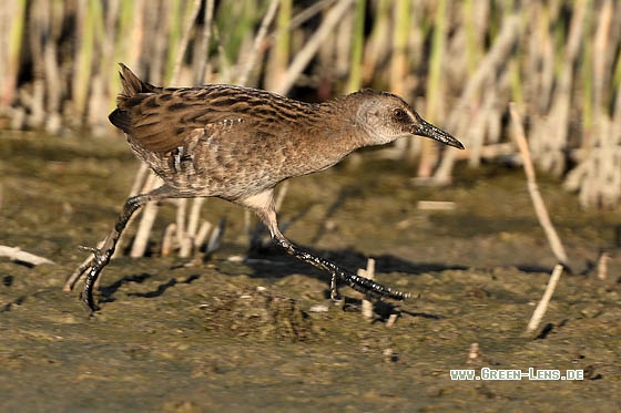 Wasserralle - Copyright Stefan Pfützke